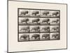 Plate 700. Buffalo; Galloping, 1885 (Collotype on Paper)-Eadweard Muybridge-Mounted Giclee Print