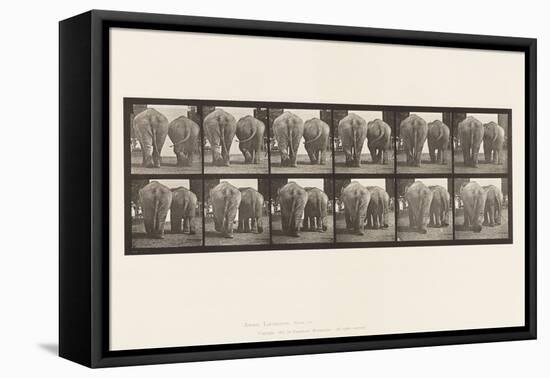 Plate 735. Elephants; Two, Walking, 1885 (Collotype on Paper)-Eadweard Muybridge-Framed Stretched Canvas