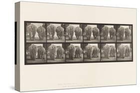 Plate 735. Elephants; Two, Walking, 1885 (Collotype on Paper)-Eadweard Muybridge-Stretched Canvas