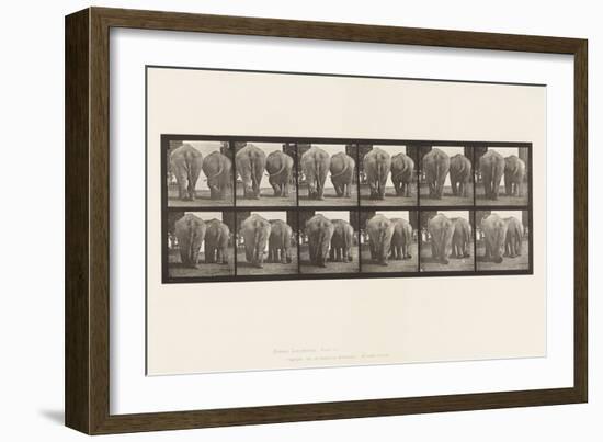 Plate 735. Elephants; Two, Walking, 1885 (Collotype on Paper)-Eadweard Muybridge-Framed Giclee Print