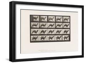 Plate 739. Bactrian Camel; Galloping, 1885 (Collotype on Paper)-Eadweard Muybridge-Framed Giclee Print