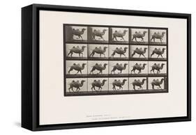 Plate 739. Bactrian Camel; Galloping, 1885 (Collotype on Paper)-Eadweard Muybridge-Framed Stretched Canvas
