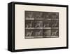 Plate 743. Guanaco; Galloping, 1885 (Collotype on Paper)-Eadweard Muybridge-Framed Stretched Canvas