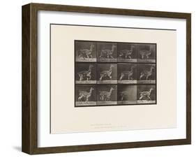 Plate 743. Guanaco; Galloping, 1885 (Collotype on Paper)-Eadweard Muybridge-Framed Giclee Print