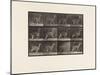 Plate 743. Guanaco; Galloping, 1885 (Collotype on Paper)-Eadweard Muybridge-Mounted Giclee Print