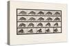 Plate 745. Raccoon; Walking; and Turning Around, 1885 (Collotype on Paper)-Eadweard Muybridge-Stretched Canvas