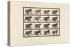 Plate 747. Baboon; Walking on All-Fours, 1885 (Collotype on Paper)-Eadweard Muybridge-Stretched Canvas