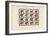 Plate 747. Baboon; Walking on All-Fours, 1885 (Collotype on Paper)-Eadweard Muybridge-Framed Giclee Print