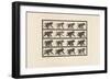 Plate 747. Baboon; Walking on All-Fours, 1885 (Collotype on Paper)-Eadweard Muybridge-Framed Giclee Print