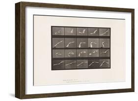 Plate 760. Cockatoo; Flying, 1885 (Collotype on Paper)-Eadweard Muybridge-Framed Giclee Print