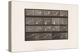 Plate 760. Cockatoo; Flying, 1885 (Collotype on Paper)-Eadweard Muybridge-Stretched Canvas