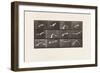 Plate 762. Cockatoo; Flying, 1885 (Collotype on Paper)-Eadweard Muybridge-Framed Giclee Print