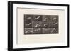 Plate 762. Cockatoo; Flying, 1885 (Collotype on Paper)-Eadweard Muybridge-Framed Giclee Print