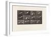 Plate 762. Cockatoo; Flying, 1885 (Collotype on Paper)-Eadweard Muybridge-Framed Giclee Print