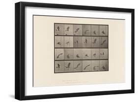 Plate 763. Red-Tailed Hawk; Flying, 1885 (Collotype on Paper)-Eadweard Muybridge-Framed Giclee Print