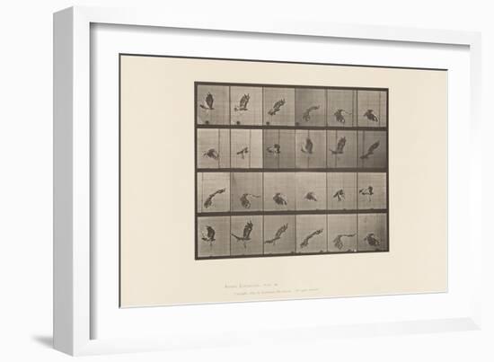 Plate 763. Red-Tailed Hawk; Flying, 1885 (Collotype on Paper)-Eadweard Muybridge-Framed Giclee Print