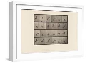 Plate 763. Red-Tailed Hawk; Flying, 1885 (Collotype on Paper)-Eadweard Muybridge-Framed Giclee Print