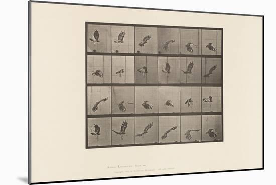 Plate 763. Red-Tailed Hawk; Flying, 1885 (Collotype on Paper)-Eadweard Muybridge-Mounted Giclee Print