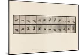 Plate 766. Vulture; Flying, 1885 (Collotype on Paper)-Eadweard Muybridge-Mounted Giclee Print