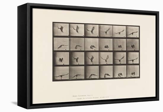 Plate 771. American Eagle; Flying near the Ground, 1885 (Collotype on Paper)-Eadweard Muybridge-Framed Stretched Canvas