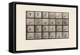 Plate 771. American Eagle; Flying near the Ground, 1885 (Collotype on Paper)-Eadweard Muybridge-Framed Stretched Canvas