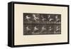 Plate 775. Adjutant; Flying Run, 1885 (Collotype on Paper)-Eadweard Muybridge-Framed Stretched Canvas