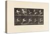 Plate 775. Adjutant; Flying Run, 1885 (Collotype on Paper)-Eadweard Muybridge-Stretched Canvas