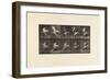 Plate 775. Adjutant; Flying Run, 1885 (Collotype on Paper)-Eadweard Muybridge-Framed Giclee Print
