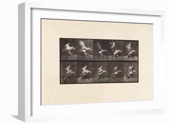 Plate 775. Adjutant; Flying Run, 1885 (Collotype on Paper)-Eadweard Muybridge-Framed Giclee Print