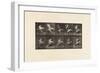 Plate 775. Adjutant; Flying Run, 1885 (Collotype on Paper)-Eadweard Muybridge-Framed Giclee Print