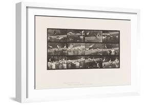 Plate 780. Storks; Swans, Etc., 1885 (Collotype on Paper)-Eadweard Muybridge-Framed Giclee Print