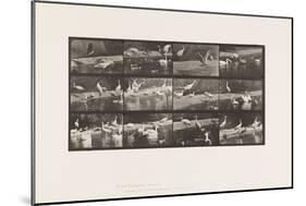 Plate 780. Storks; Swans, Etc., 1885 (Collotype on Paper)-Eadweard Muybridge-Mounted Giclee Print