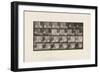 Plate 781. Chickens; Scared by Torpedo, 1885 (Collotype on Paper)-Eadweard Muybridge-Framed Giclee Print