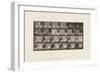 Plate 781. Chickens; Scared by Torpedo, 1885 (Collotype on Paper)-Eadweard Muybridge-Framed Giclee Print