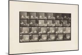 Plate 781. Chickens; Scared by Torpedo, 1885 (Collotype on Paper)-Eadweard Muybridge-Mounted Giclee Print