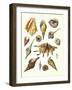 Plate 7-Porter Design-Framed Premium Giclee Print