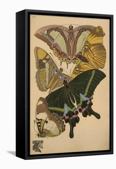 Plate 8 - Papillons-Vintage Apple Collection-Framed Stretched Canvas