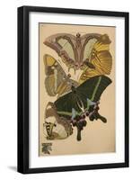 Plate 8 - Papillons-Vintage Apple Collection-Framed Giclee Print