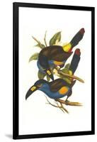 Plate Billed Mountain Toucan-John Gould-Framed Art Print