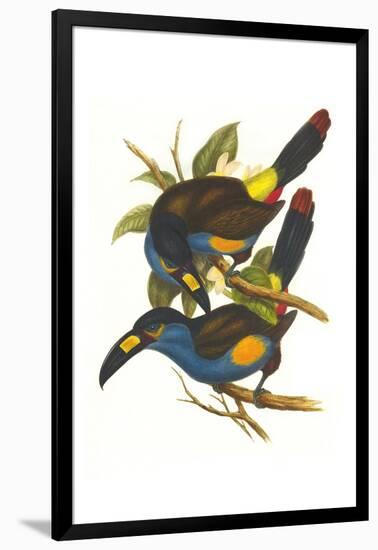 Plate Billed Mountain Toucan-John Gould-Framed Art Print