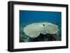 Plate Coral in Beqa Lagoon, Fiji-Stocktrek Images-Framed Photographic Print