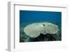 Plate Coral in Beqa Lagoon, Fiji-Stocktrek Images-Framed Photographic Print