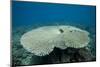 Plate Coral in Beqa Lagoon, Fiji-Stocktrek Images-Mounted Photographic Print