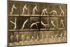 Plate from 'Animal Locomotion' Series, C.1887-Eadweard Muybridge-Mounted Giclee Print