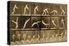 Plate from 'Animal Locomotion' Series, C.1887-Eadweard Muybridge-Stretched Canvas