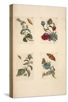 Plate from 'De Eoropische Insecten, 1730-Maria Sibylla Graff Merian-Stretched Canvas