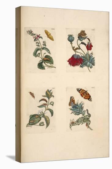 Plate from 'De Eoropische Insecten, 1730-Maria Sibylla Graff Merian-Stretched Canvas