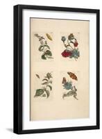 Plate from 'De Eoropische Insecten, 1730-Maria Sibylla Graff Merian-Framed Giclee Print