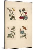 Plate from 'De Eoropische Insecten, 1730-Maria Sibylla Graff Merian-Mounted Giclee Print