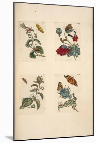 Plate from 'De Eoropische Insecten, 1730-Maria Sibylla Graff Merian-Mounted Giclee Print